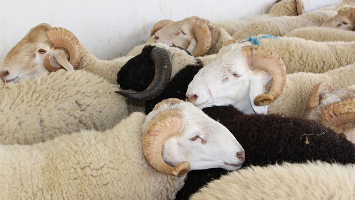 وزارة العمل الاجتماعي تطلق برنامج لتوزيع الاضاحي في ثلاث ولايات