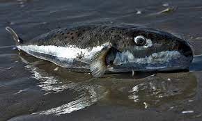 الجزائر تحذر من اصطياد سمكة تحمل سما يكفي لقتل 100شخص