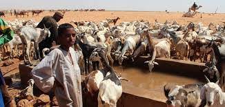 إطلاق البرنامج الوطني لبيع الأعلاف من ولاية تكانت بالشمال الموريتاني 