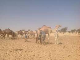 أكجوجت: شكاوى من ظهور أعراض مرضية في قطعان الإبل