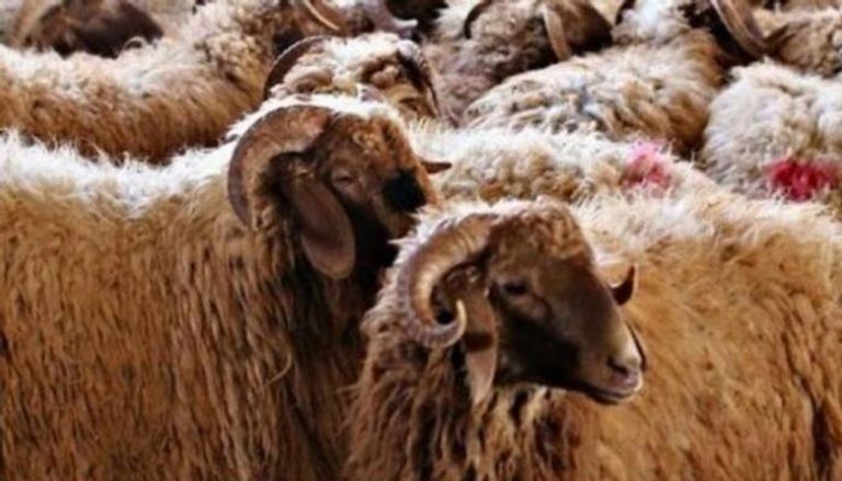 المغرب: مؤشرات لاستقرار أسعار الأضاحي رغم غلاء الأعلاف