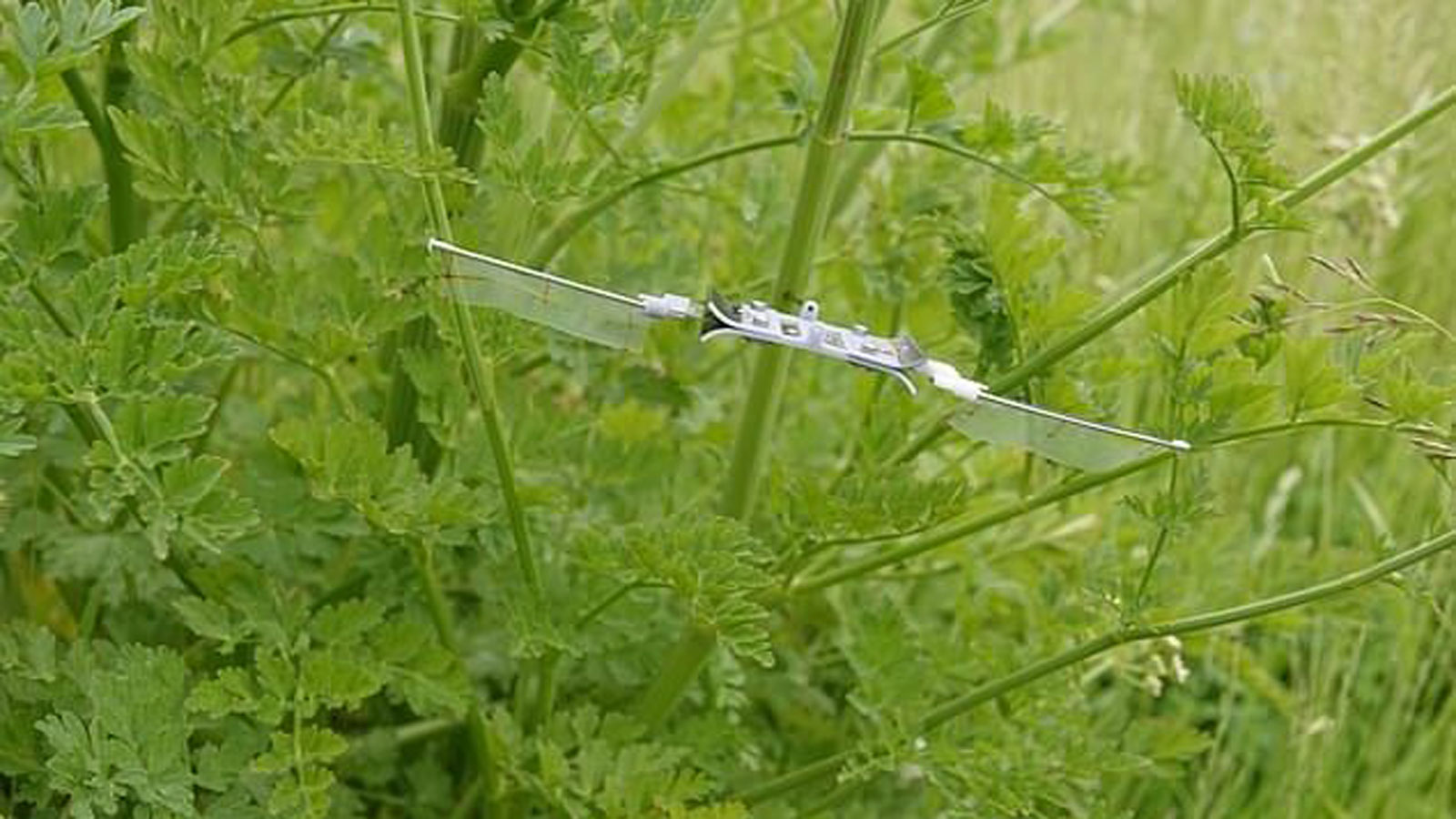 للبحث عن ناجين خلال الكوارث.. تطوير "روبوت طائر" مستوحى من الحشرات