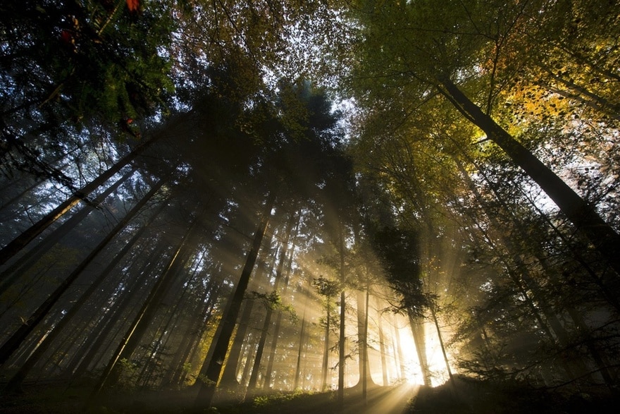 في سويسرا، تغطي الغابات ما يقرب من ثلث إجمالي مساحة البلاد. Keystone