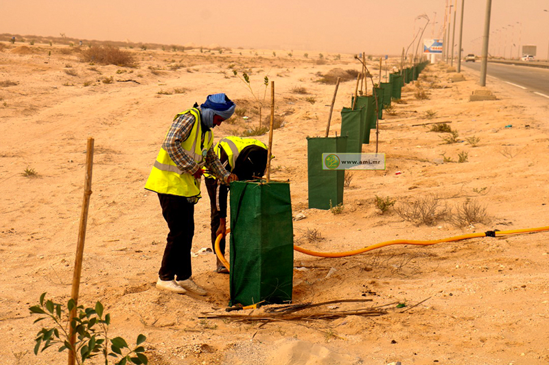 جهة نواكشوط تدشن المرحلة الثانية من حملة تشجير طريق المطار