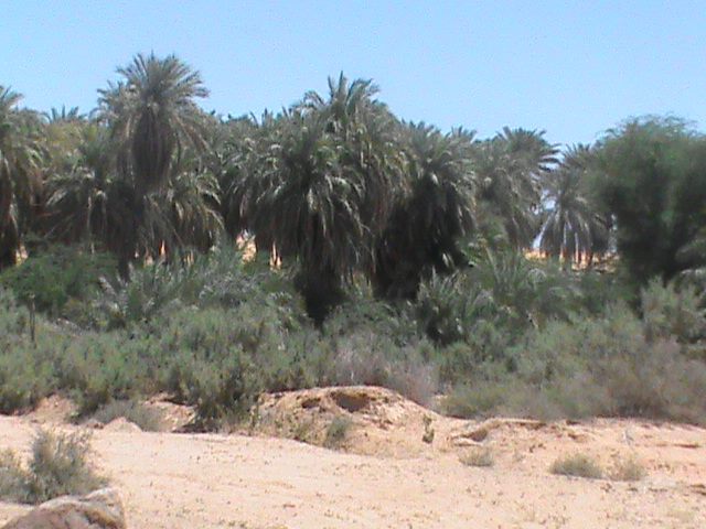 عمدة بلدية أوجفت محمد ولد جدو