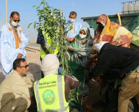 نواكشوط: حملة لتشجير 6 كلمترات على طريق المطار الجديد 