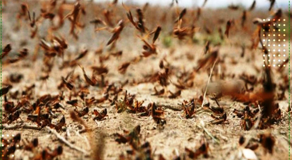 مخاوف من اجتياح الجراد لمناطق في العصابة