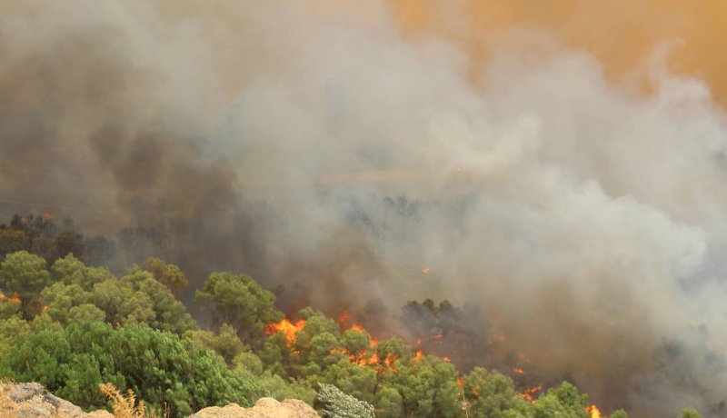 حرائق غابات شمال وشرق الجزائر (تلفزيون النهار)