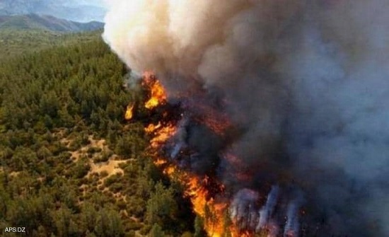 ارتفاع عدد وفيات حرائق الغابات بالجزائر
