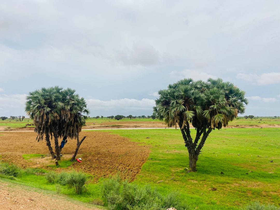 صورة من خريف العام 2023، في ولاية كيد ماغة