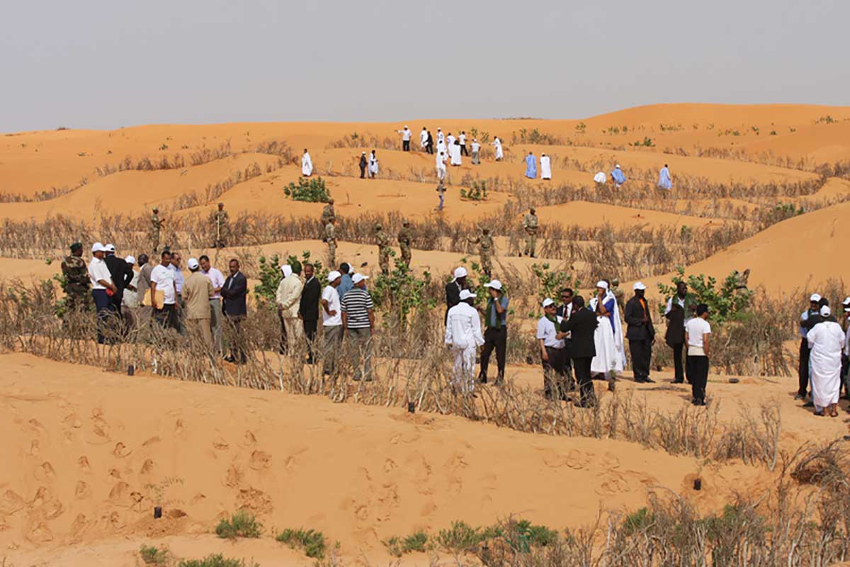 موريتانيا: تقلص المساحات الغابوية بأزيد من 40%