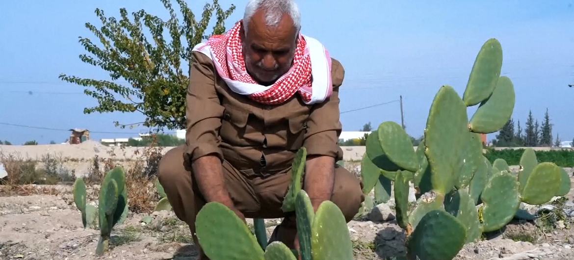 تساعد منظمة الفاو المزارعين الضعفاء في ضواحي العاصمة السورية دمشق على التكيف مع تغير المناخ من خلال زراعة نبات الصبار الأملس.(أخبار الأمم المتحدة)