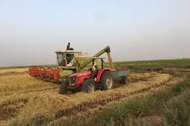 وزارة الزراعة تطلق عملية شراء الأرز غير المقشر من المنتجين بأسعار مشجعة (البيان)