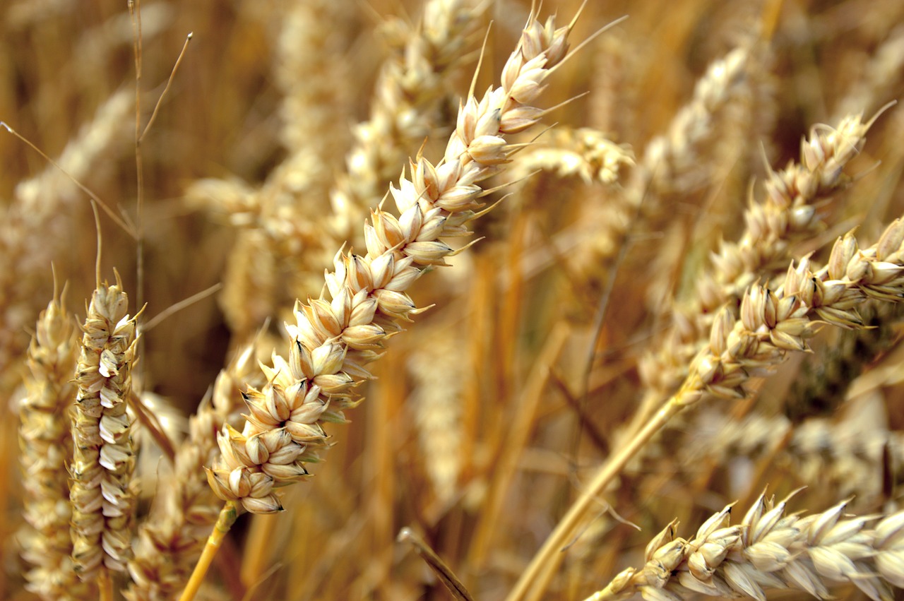 روسيا تعلن إيقاف تصدير القمح مؤقتا بسبب الحرب